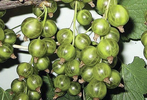 กิ่งก้านที่มีผลเบอร์รี่