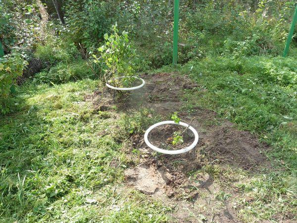 ต้นกล้าลูกเกด