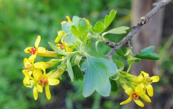 การออกดอกและการผสมเกสร