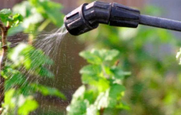 การฉีดพ่นพุ่มไม้