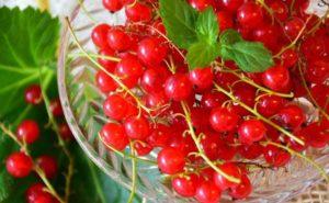 คำอธิบายพันธุ์ลูกเกดแดง Ural Beauty การปลูกและการดูแล