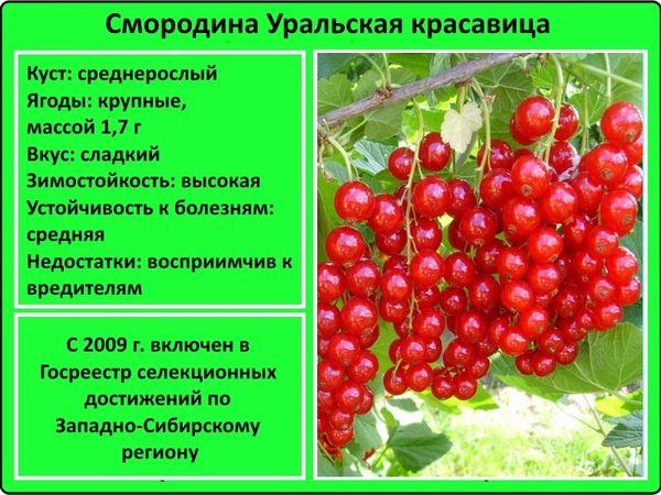 ลักษณะของลูกเกด