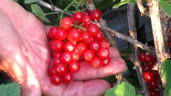 กิ่งก้านที่มีผลเบอร์รี่