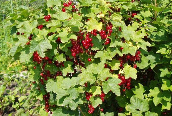 การเตรียมต้นกล้า