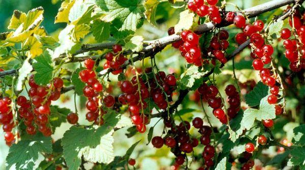 การใส่ปุ๋ย