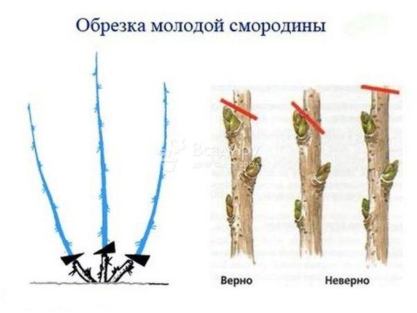 ไดอะแกรมการตัด