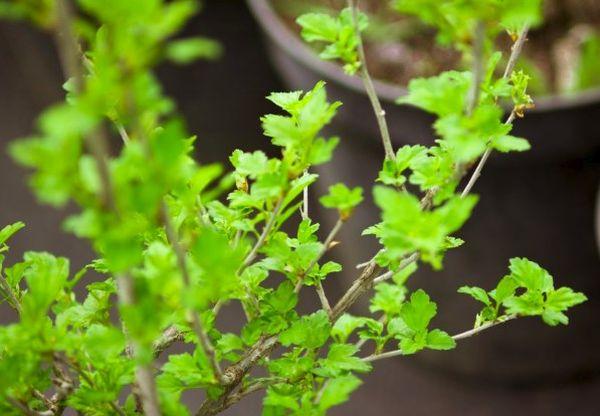 ใบลูกเกด