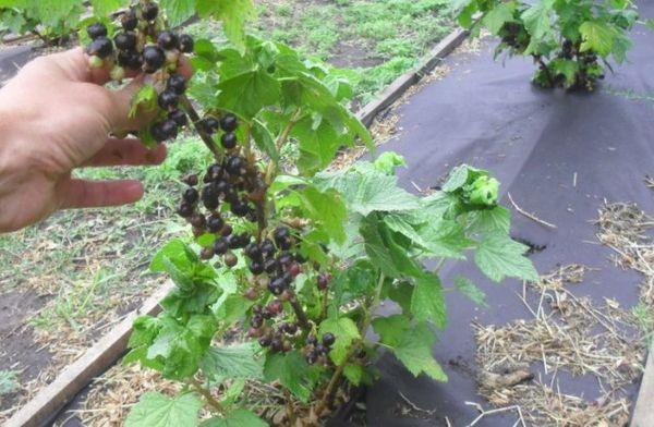 การดูแลลูกเกด