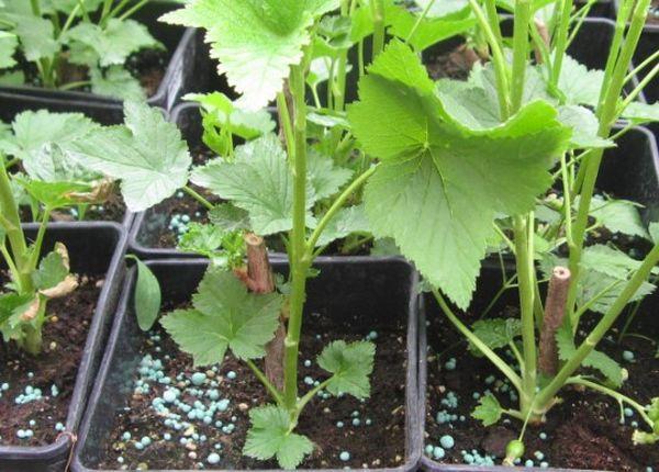 ต้นกล้าลูกเกด