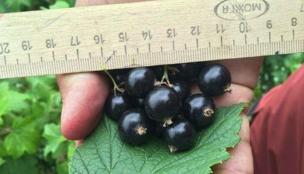 ลูกเกดดำ