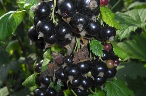 ผลไม้ของเตียงสองชั้น