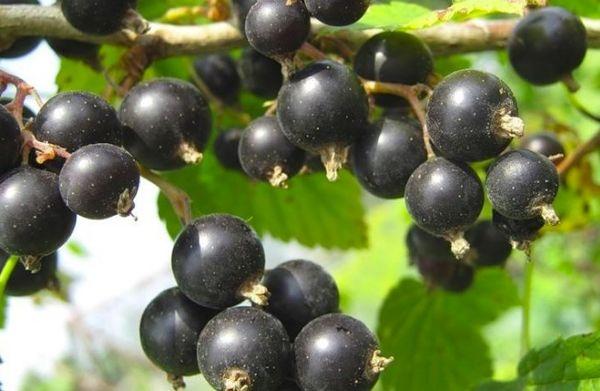 เกรดของเตียงสองชั้น