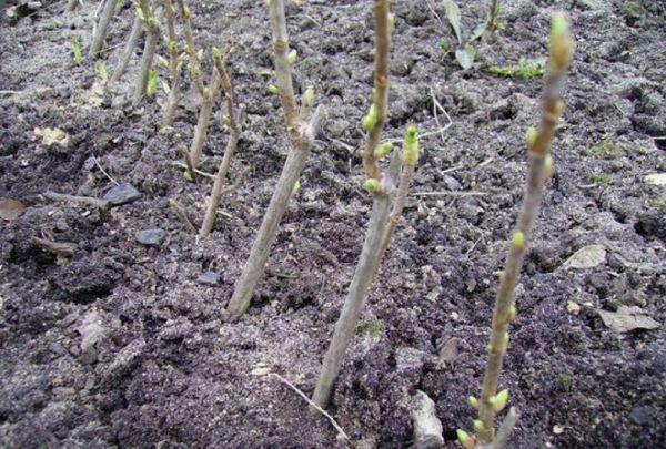 การใส่ปุ๋ย