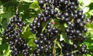 Description de la variété de cassis Vénus et les subtilités de sa culture