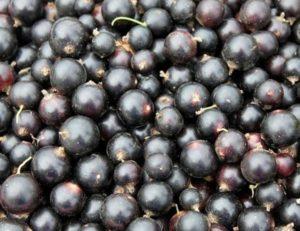 ลักษณะและการปลูกลูกเกดดำพันธุ์ Zagadka