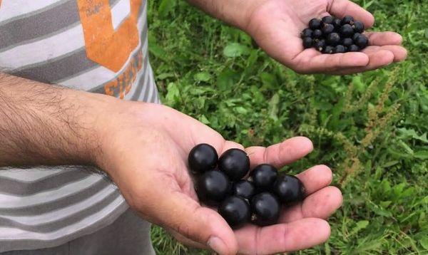 ลูกเกดบนฝ่ามือ