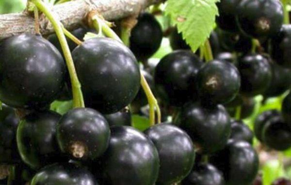 ผลลูกเกด