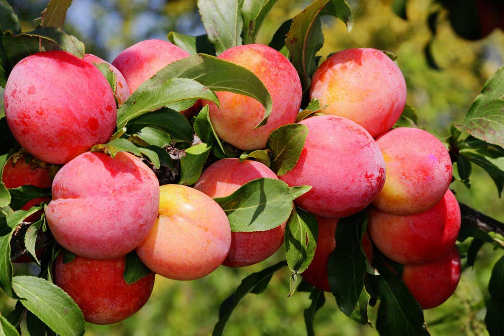 พลัมสีแดง