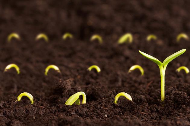 เมล็ดแอปเปิ้ล