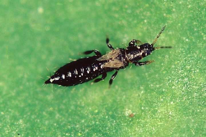 แมลงหวี่ขาว