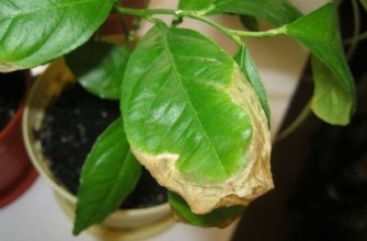 ใบไม้แห้ง