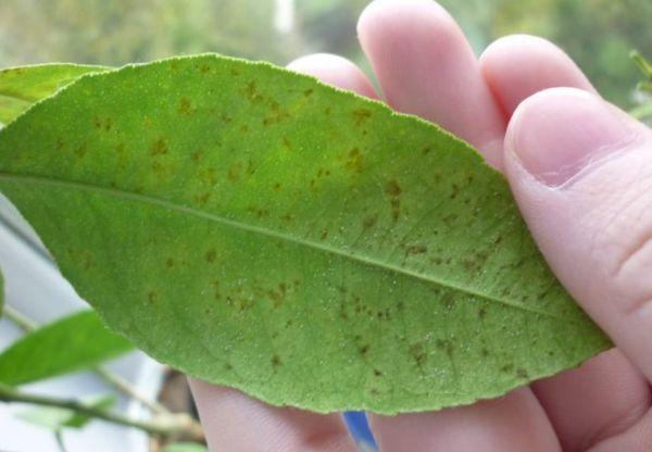 จุดบนแผ่นงาน