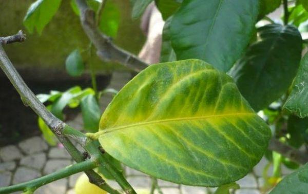 ใบเหลือง