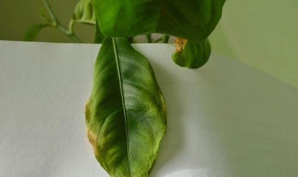 ใบบิดเบี้ยว