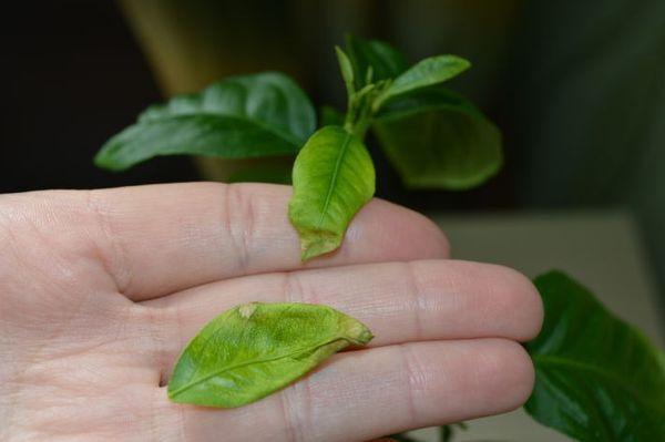 โรคเลมอน