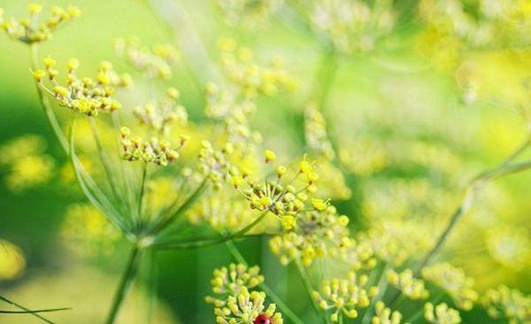 เมล็ดผักชีลาว