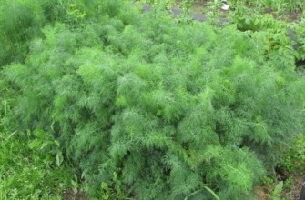 ผักชีลาว