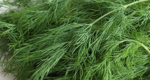 สมุนไพรสด