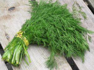 คำอธิบายและกฎสำหรับการปลูกผักชีลาวพันธุ์ Gribovsky