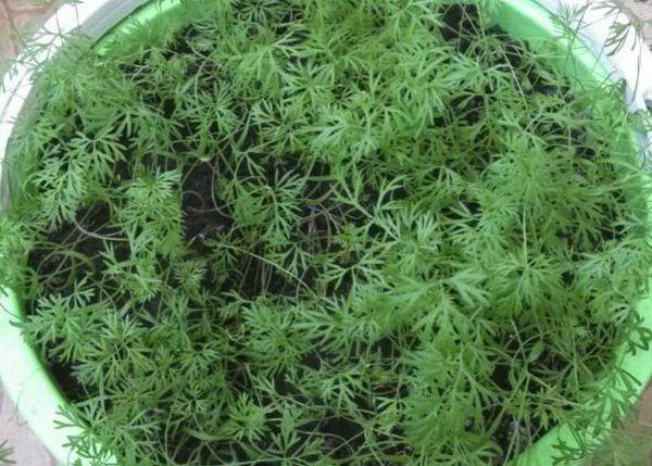 การปลูกผักใบเขียว