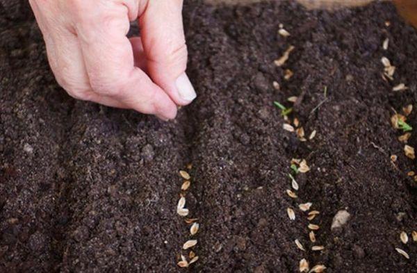 การปลูกผักชีลาว