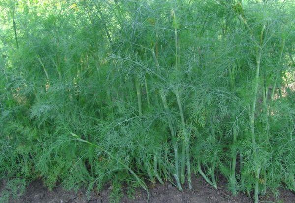 การปลูกผักชีลาว