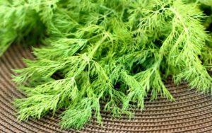 Description et directives de culture de la variété d'aneth Kibray