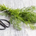 un bouquet d'aneth