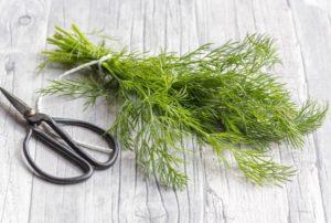 คำอธิบายและกฎสำหรับการปลูกผักชีลาวพันธุ์ Obilnolistny