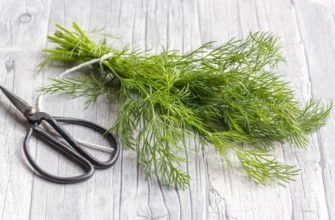 พวงผักชีลาว