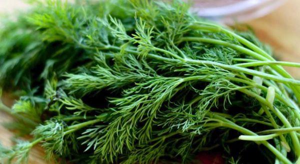 สมุนไพรสด