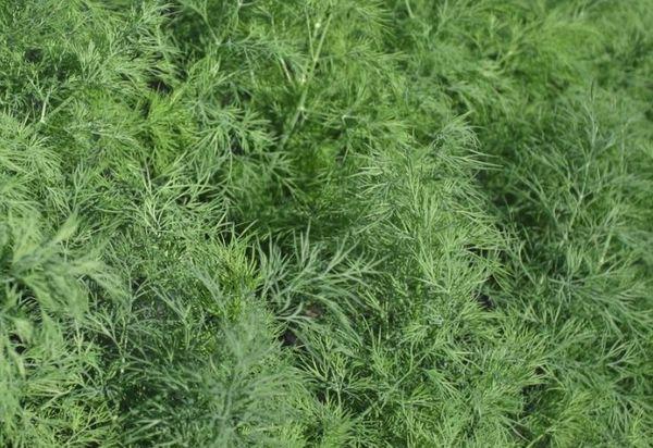 การดูแลพื้นที่สีเขียว