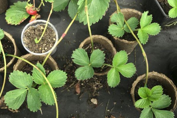 การขยายพันธุ์สตรอเบอร์รี่