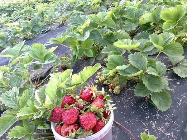 ต้นกล้าและการเก็บเกี่ยว