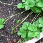 moustaches de fraise