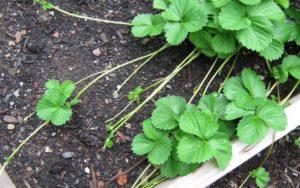 วิธีที่ดีที่สุดในการเก็บต้นสตรอว์เบอร์รีก่อนปลูกคืออะไร: กฎและแนวทางปฏิบัติที่ดีที่สุด