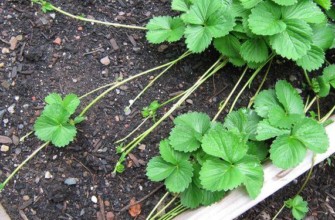 หนวดเคราสตรอเบอร์รี่