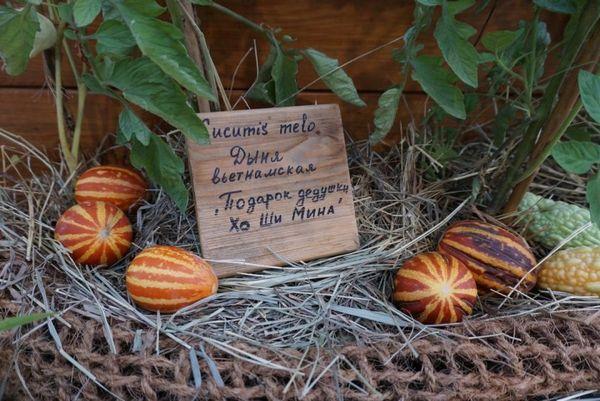 แตงโมญี่ปุ่น