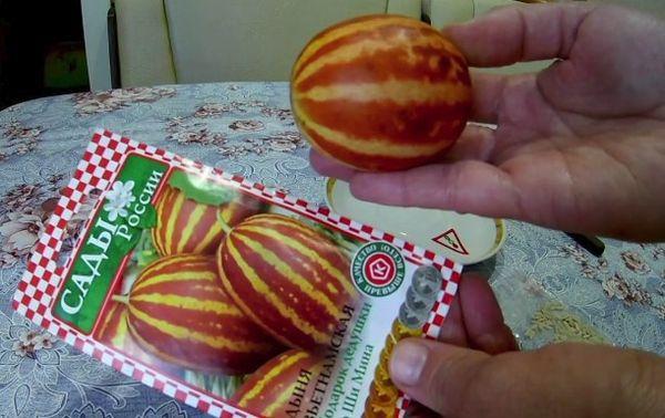 เมล็ดแตงโม