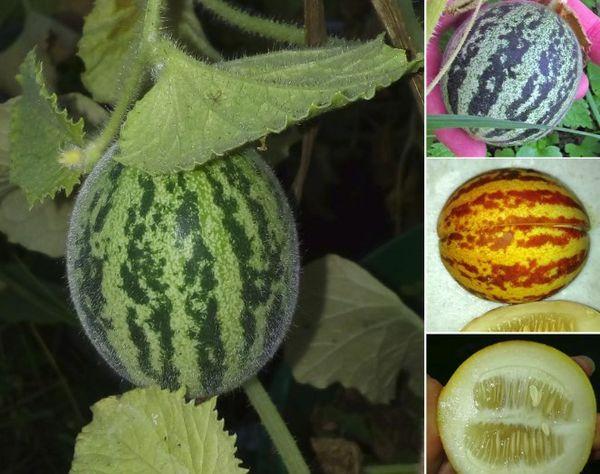 การปลูกแตงโม